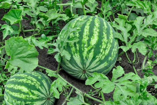 Fresh Watermelon (1) Large Size
