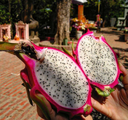 Dragon Fruit (500g) imported
