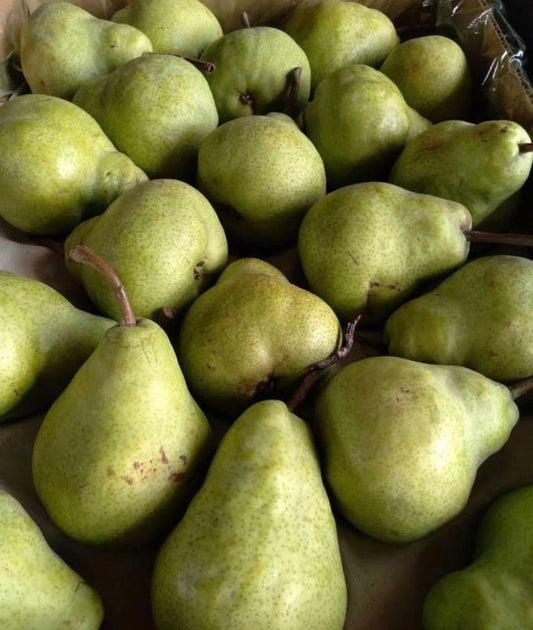 English Pear (10 Pieces)